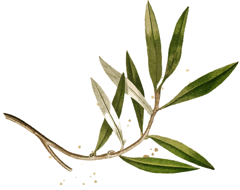 Hoja olivar Albolafia